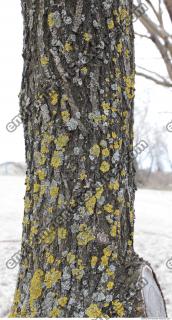 tree bark 0002